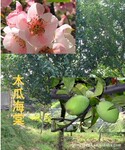 �����ࣺľ�Ϻ���