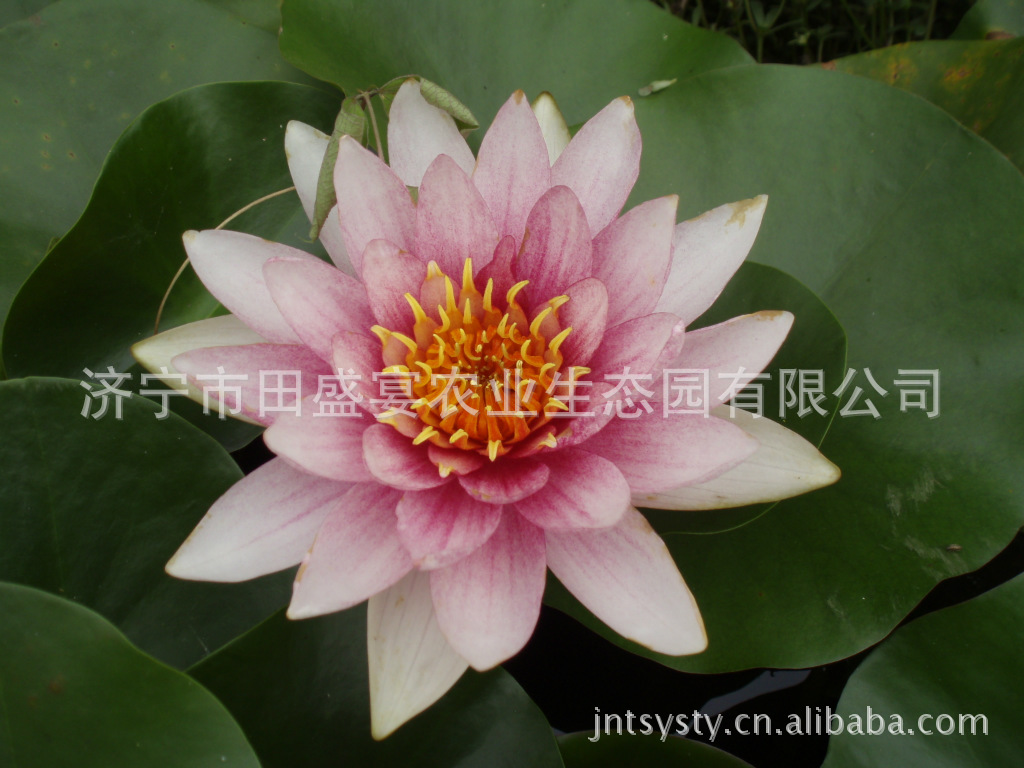 水生菜类-济宁田盛宴生态养殖园 特色自然绿色