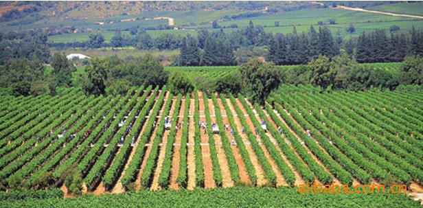 【批发供应波赫马奴华伦古堡干红1箱起批(价格