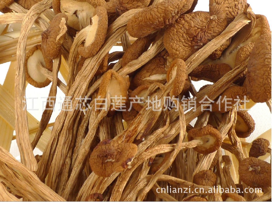 2012貢品級江西特產干菌種茶樹菇 源產地發貨 量多從優