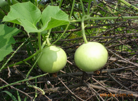 美国特色工艺苹果葫芦与种子图片,美国特色工