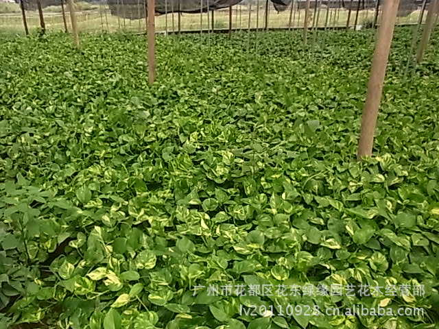 供应 供应昆明市绿萝吊兰\/绿萝盆景批发\/绿萝吊