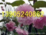 ��ɫ԰�ֻ�����ľ���ձ�ӣ��