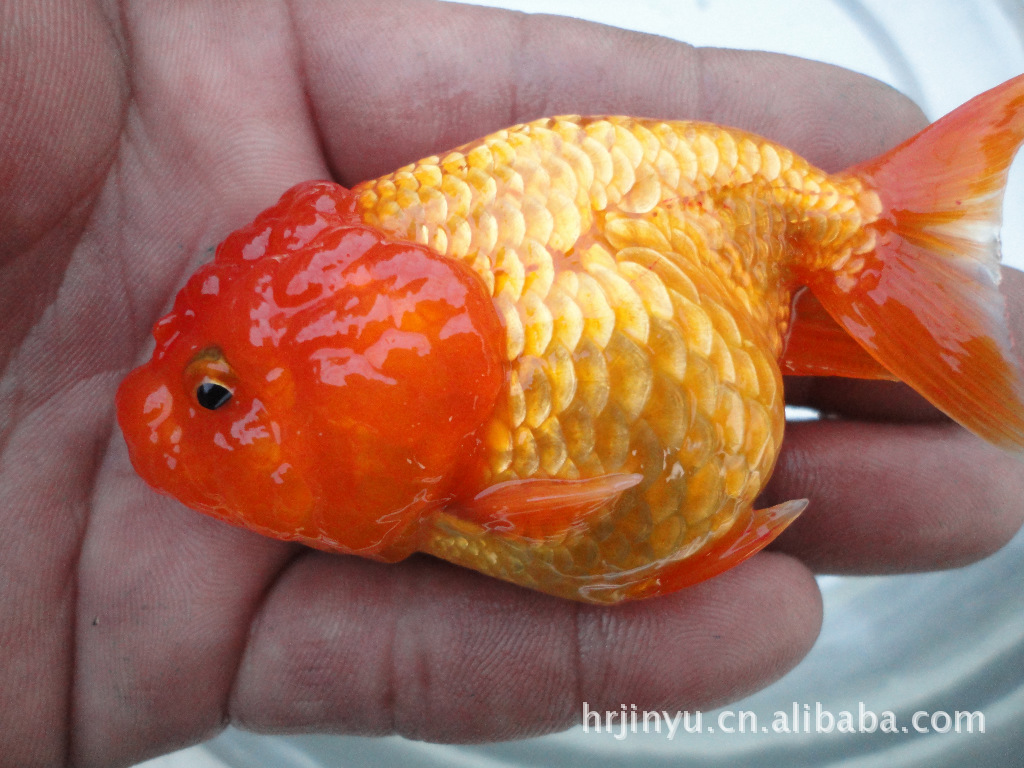 在家养观赏鱼赚钱吗_最好养观赏蟹_鱼缸里可以养什么观赏螃蟹