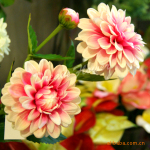 「3头绣丽菊花」仿真菊花/仿真花绢花假花/菊花新品—梦幻花艺