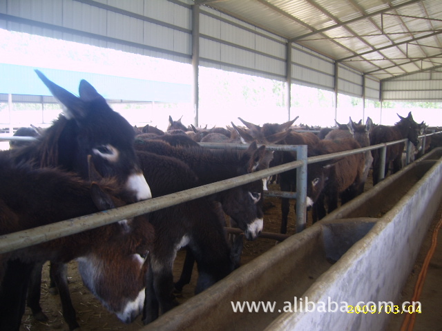 科学养驴技术 免费培训 免费送货 货到付款 养殖肉驴效益分析