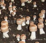 供应姬松茸提取物,姬松茸栽培子实体提取物,含多糖成分.