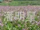 供宿根花卉紫花玉簪多年生草本紫色白色两种花色