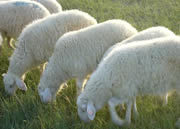 旺達牧業養羊-種羊-肉羊養殖場-良種肉羊養殖場
