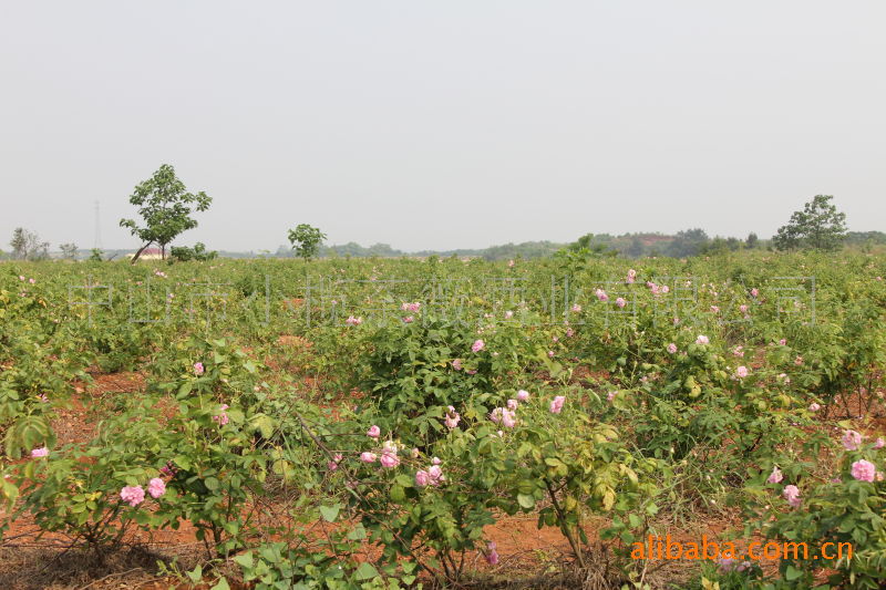 【中山市小榄荼薇酒业 供应本地特产酒 荼薇酒