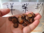 供应花卉种子、乔木种子、灌木种子、百喜草、弯叶画眉草、马蹄筋