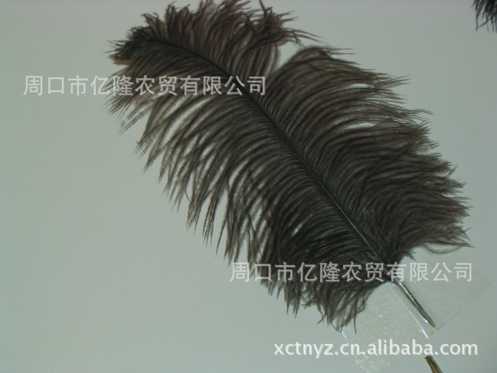 鸵鸟毛,鸵鸟羽毛,环保鸵鸟毛,环保服装鸵鸟毛条1