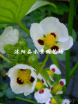 供应各种水生植物——慈姑 