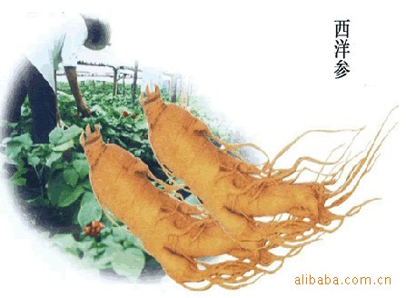 西洋参图片_西洋参图片大全