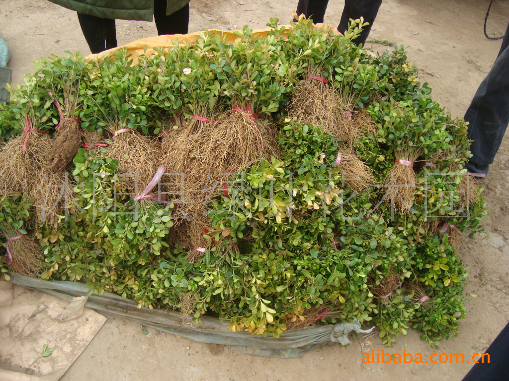 月季蔷薇类植物-<em>小叶女贞篱</em>笆植物,连翘护坡植