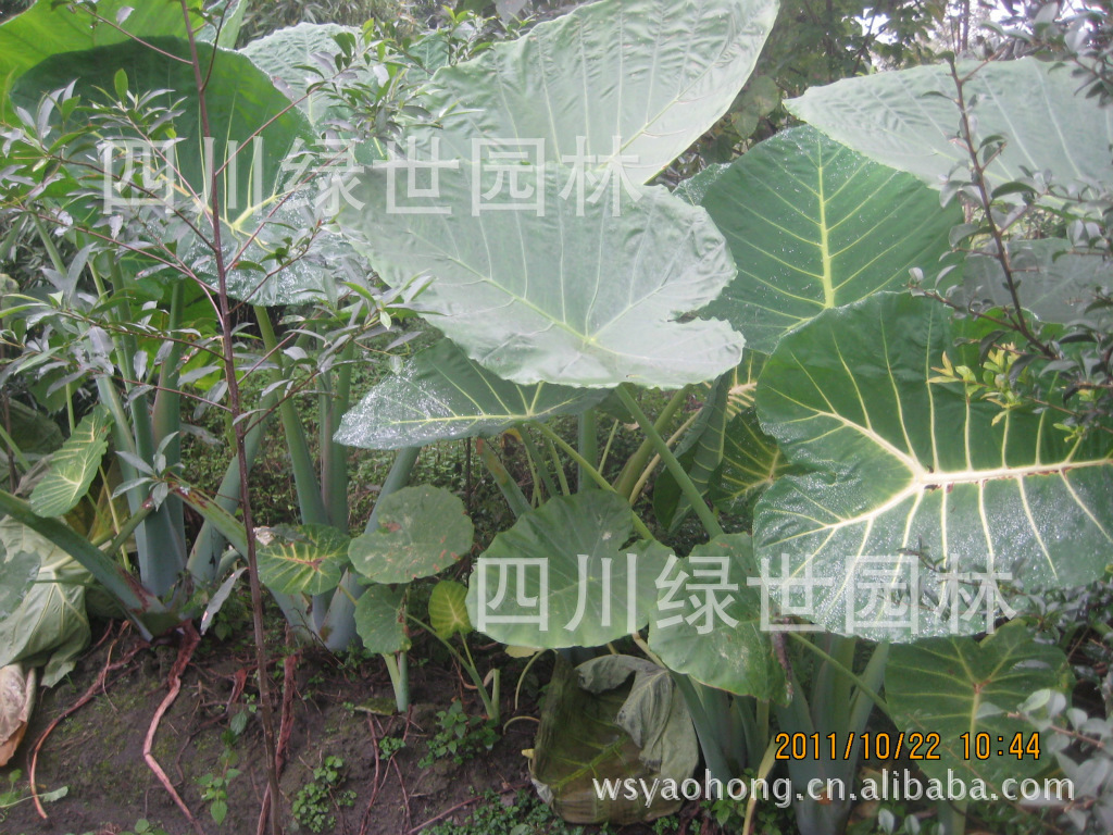 海芋 海南水芋,四川山野芋,老虎芋