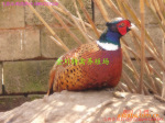 ���磬ɽ���磬Ұ���磬�軨���磬������