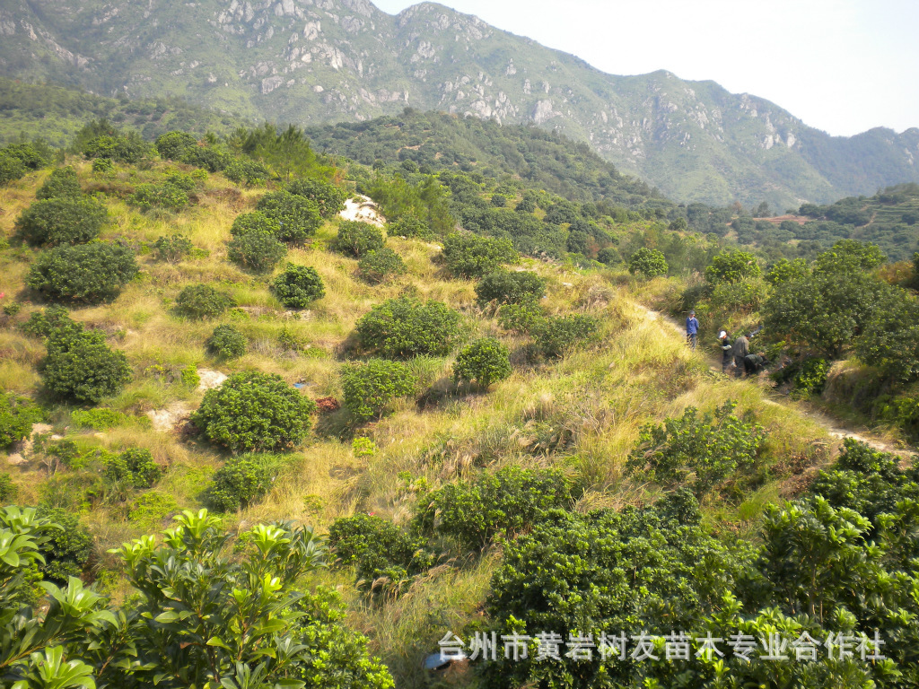 应东魁、荸荠种、黑炭、晚稻蜜梅、水晶杨梅杨