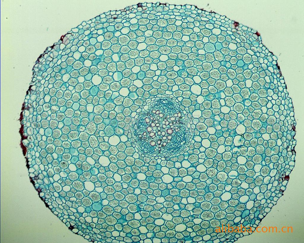 生物教学器材-南瓜茎横切结构典型,染色鲜明