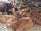 農村適合養殖·養魯西黃牛風險低·我廠供應小牛苗價格優惠碼