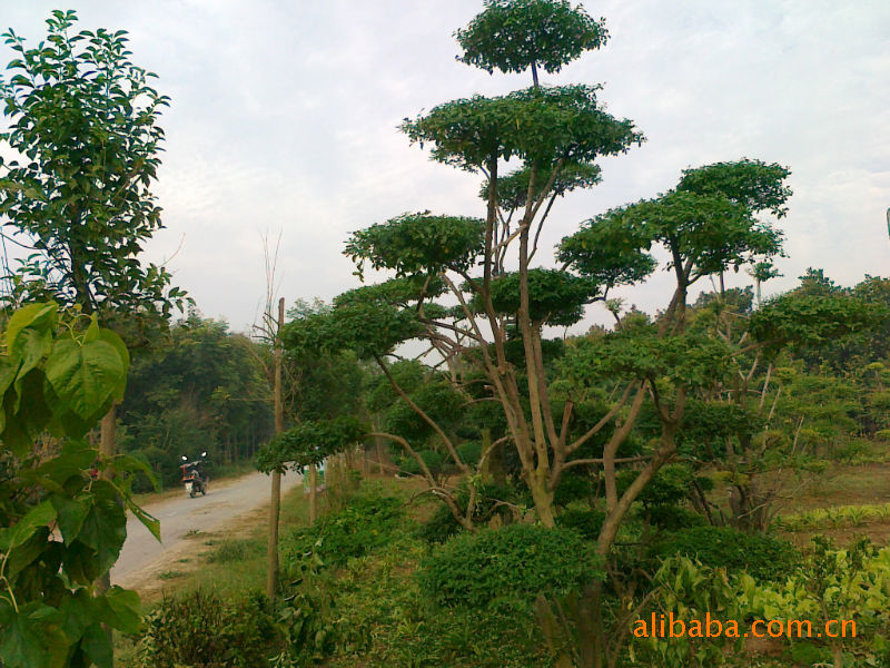 供应 小叶女贞造型树 景观树 鄢陵花木 苗木 造型树