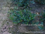 ���갲Ϫ����������������Ӧ258һ�ﻹ����