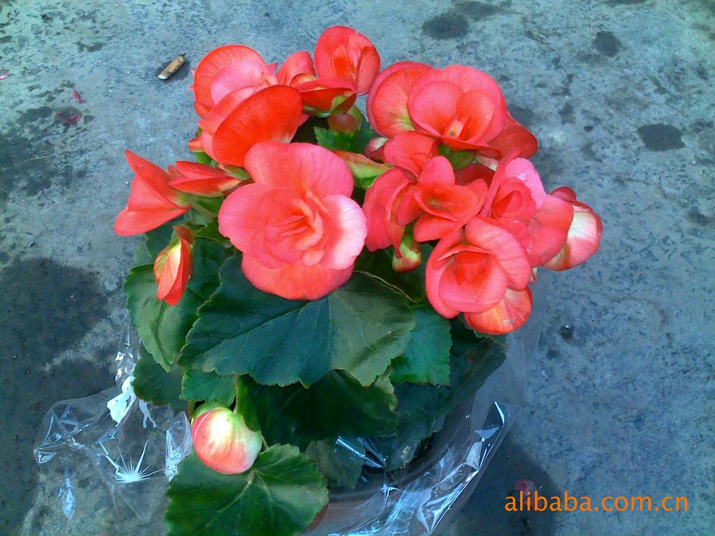 丽格海棠A150 上海花卉批发微型盆栽迷你植物