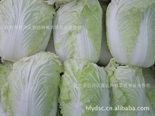 叶菜类-供应周谷堆大娃娃菜,产地直销大娃娃菜