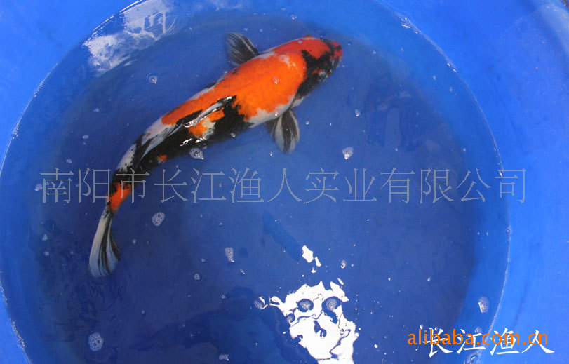 长江渔人 极品日本锦鲤 大正三色 37cm 观赏鱼