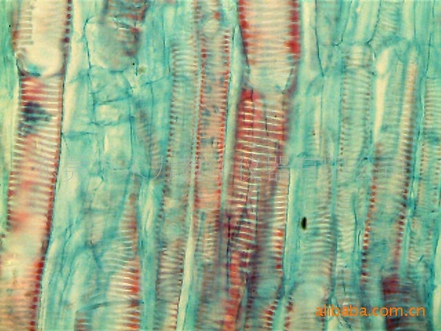 生物教学器材-南瓜茎横切结构典型,染色鲜明
