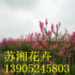 ��Ӧ���ӣ����ܣ�����