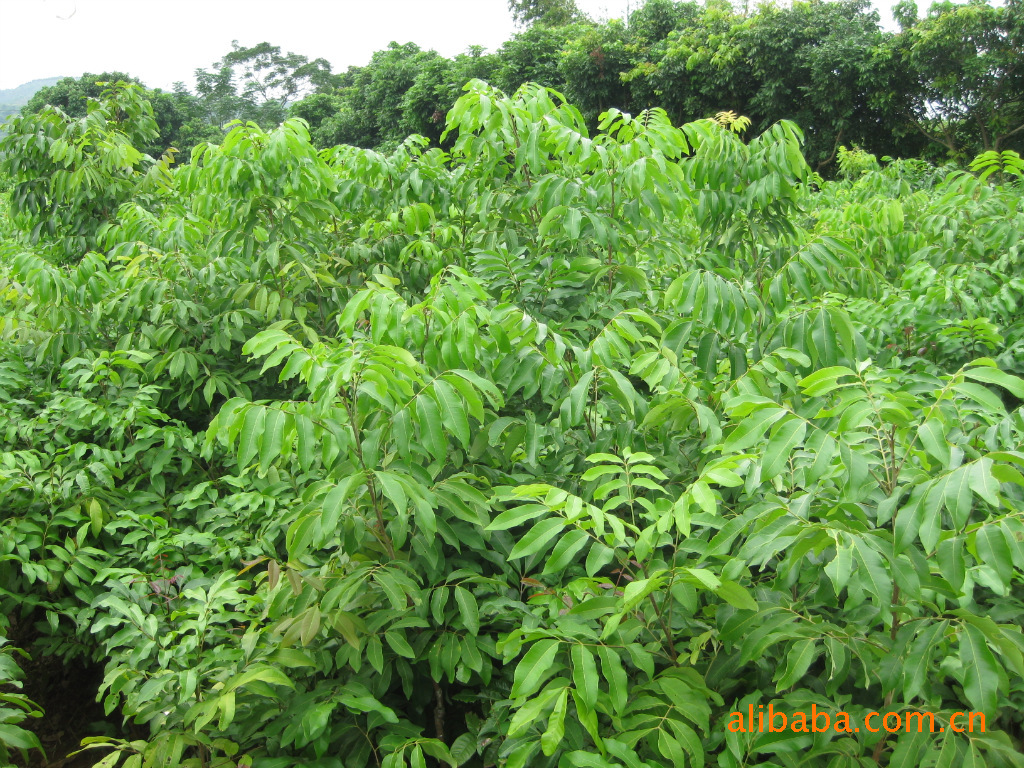 水果种子、种苗-荔枝苗,龙眼苗.等果苗销售-水