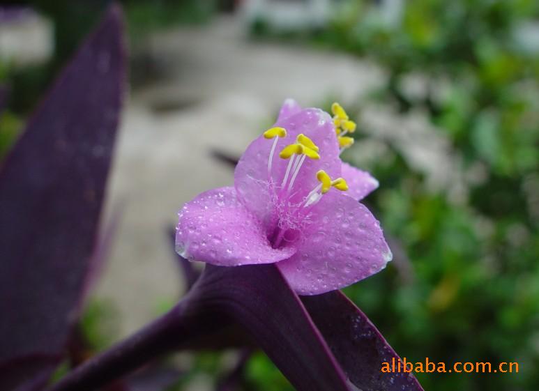 上海紫竹花