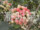 供应绿化苗木天幕琼花鸡树条夹谜5-15分支