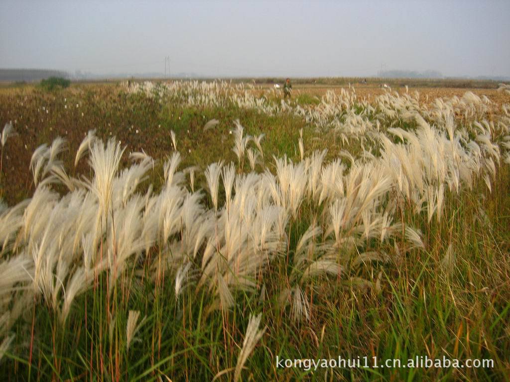 优质白茅根提取物Lalang Grass Rhizome P.E.图