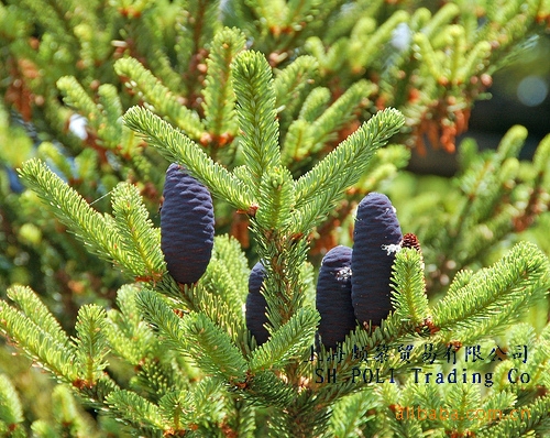 【Balsam Fir Oil胶冷杉精油批发缓解感冒症状