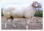 專業肉羊養殖場、出售小尾寒羊種羊、母羊、小羊羔等免費贈送技術