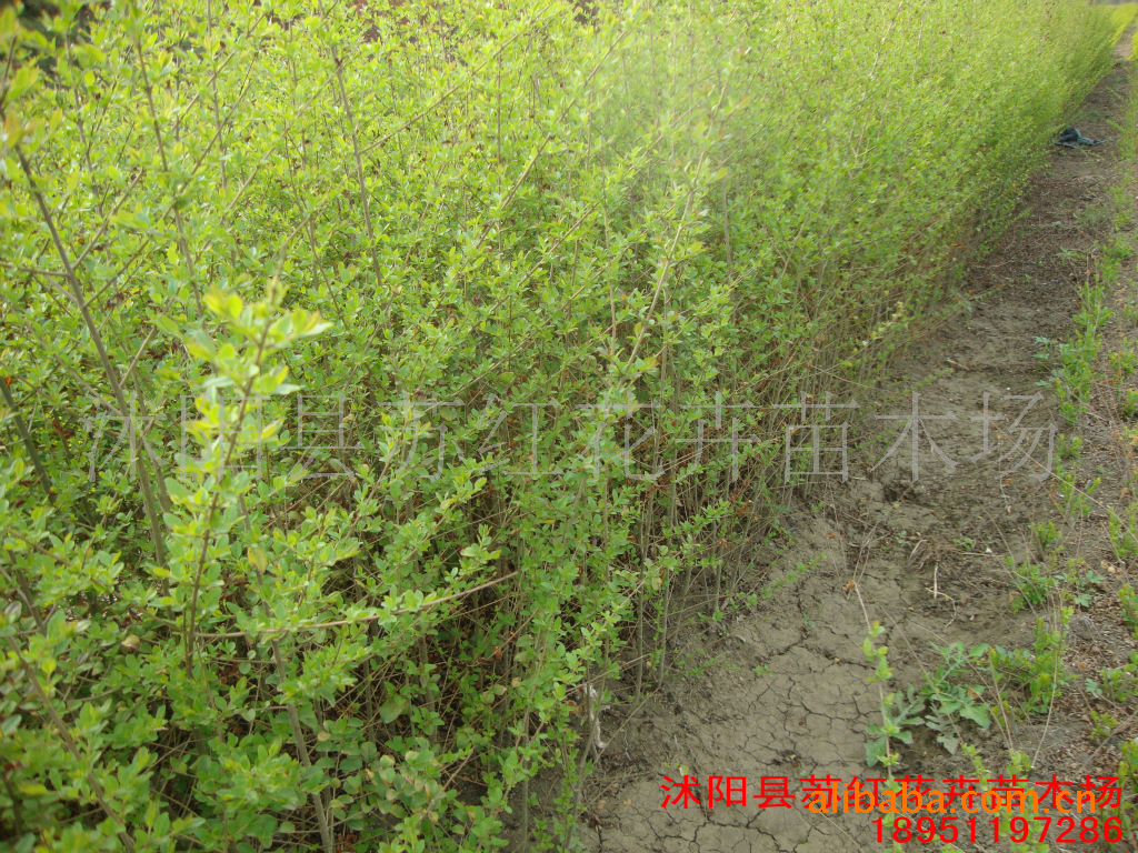 【低价出售<em>小叶女贞苗</em> 60-80公分高】价格,厂