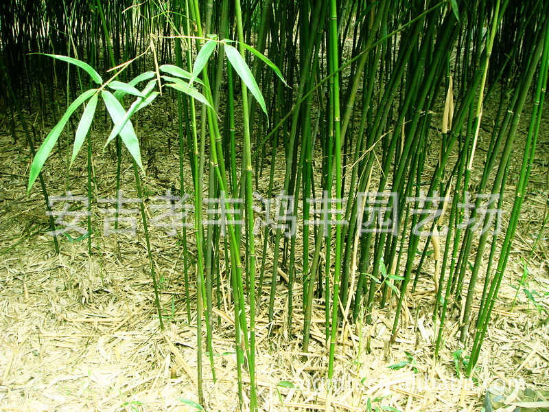鸿丰园艺大量供应四季竹等各种观赏竹,产地中