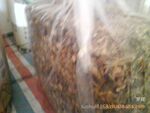 大量供应精品优质茶树菇(图)
