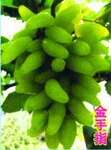 巨峰超级无核葡萄苗 秀红葡萄苗 单粒重10克左右