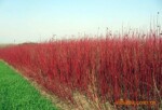 常年供应花卉苗木绿化苗木、红叶木、全红木、佛肚竹、凤尾竹等
