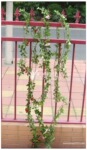 长藤玫瑰 小玫瑰藤条 吊藤挂藤 人造花假花批发 工艺品仿真花