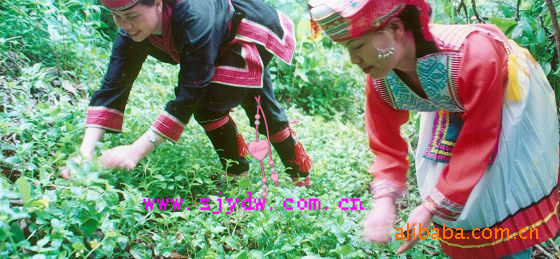 灵香草 零陵香 散装灵香草 瑶都灵香草图片,灵香