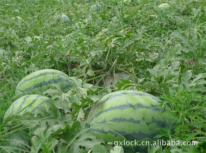 【大量供应广西桂林临桂特色优质西瓜】价格,