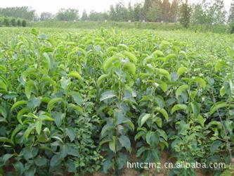 【晚秋黄梨 树苗 梨树苗】价格,厂家,图片,果树