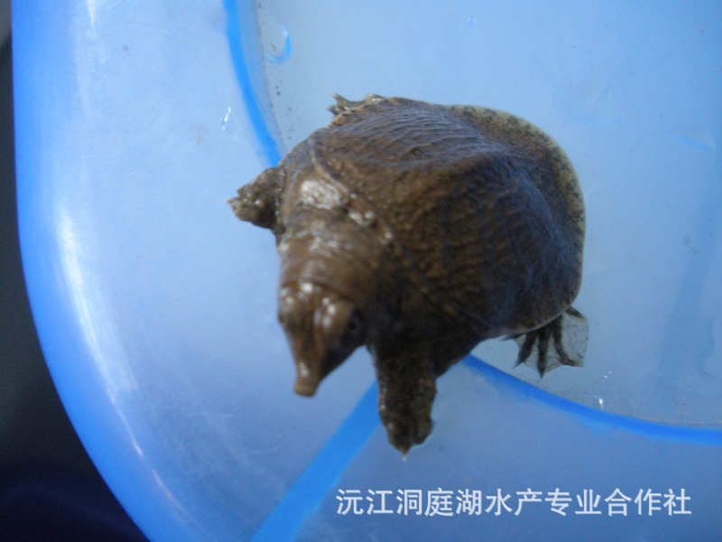 洞庭湖優質甲魚苗、中華鱉苗（3-8克）