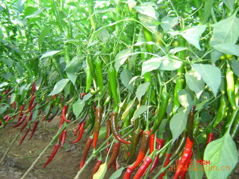 提供优质韩国金塔系列、益都红、青阳等红辣椒