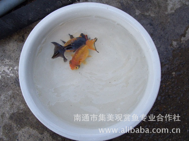 南京批发零售斗鱼 水母 六角恐龙图片,南京批发