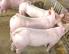 江苏猪养殖场今日三元猪价格电议仲经理15050992391